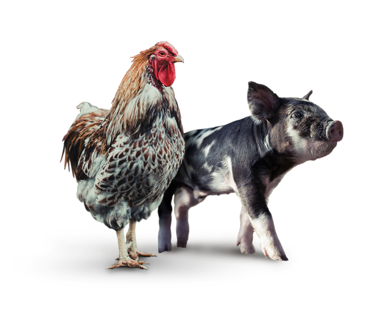 BioChek - Smart Veterinary Diagnostics
